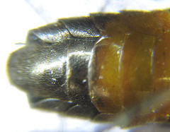 Dolerus aericeps