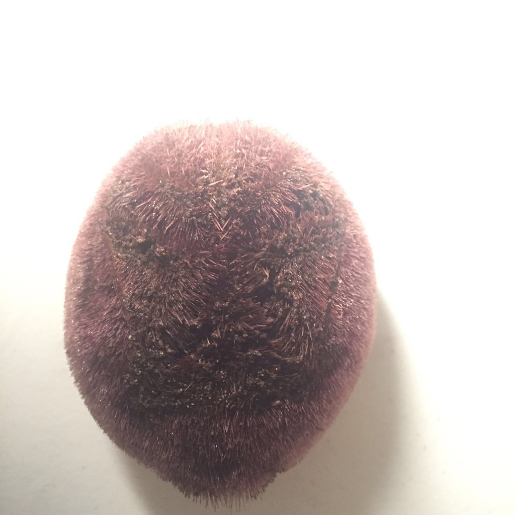 Red Heart Urchin