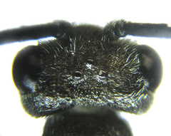 Dolerus aericeps