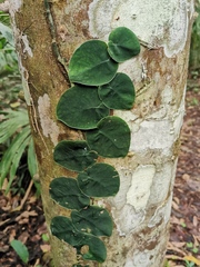 Monstera spruceana