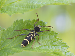 Cyrtoclytus capra