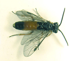 Dolerus aericeps
