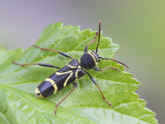 Cyrtoclytus capra
