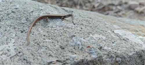 Desert Lidless Skink