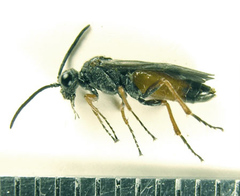 Dolerus aericeps