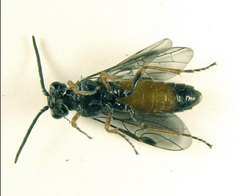 Dolerus aericeps