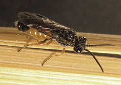 Dolerus aericeps