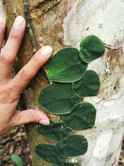 Monstera spruceana