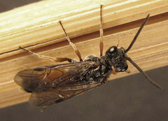 Dolerus aericeps