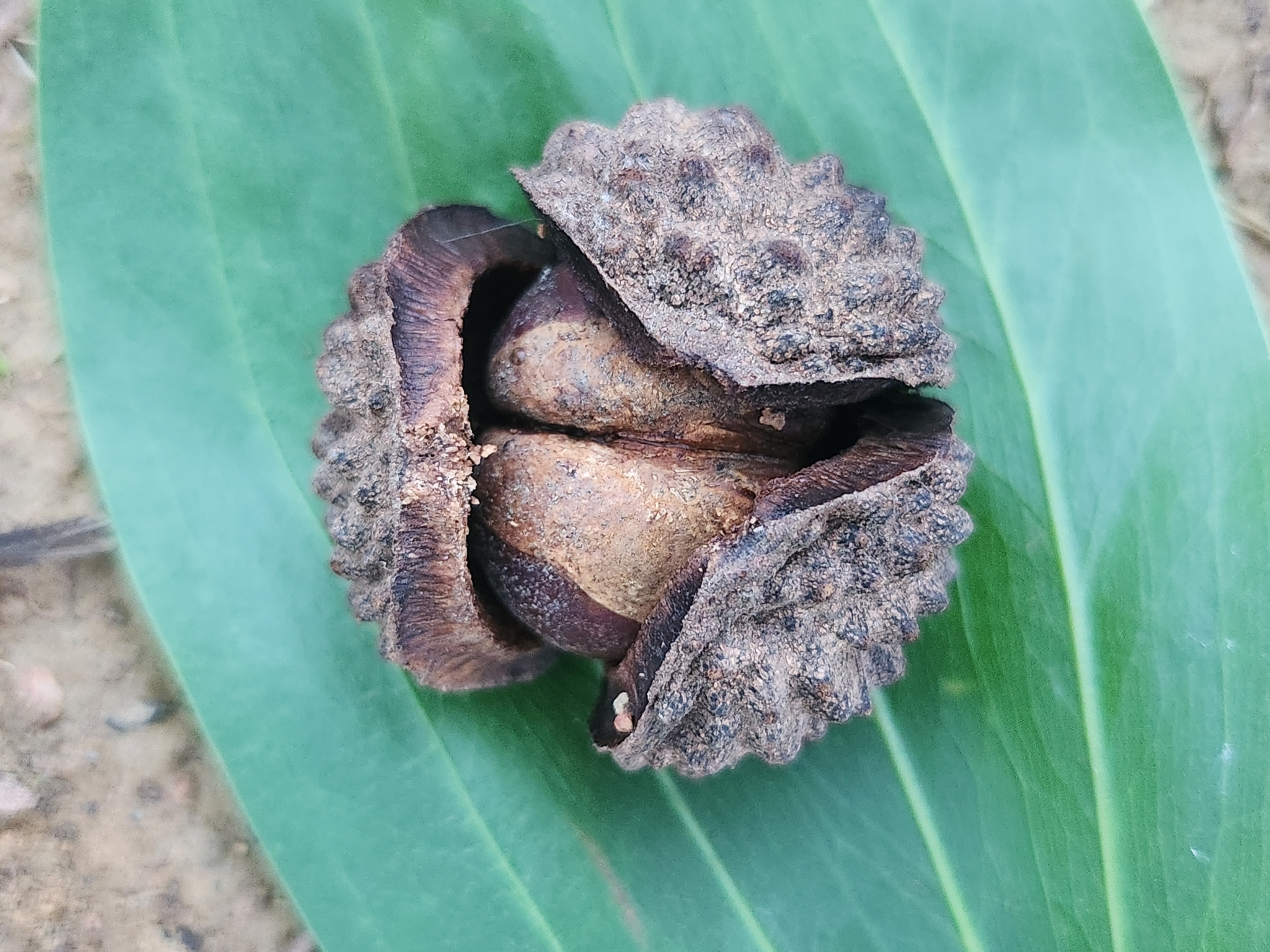 Castanopsis pierrei (Castanopsis pierrei)