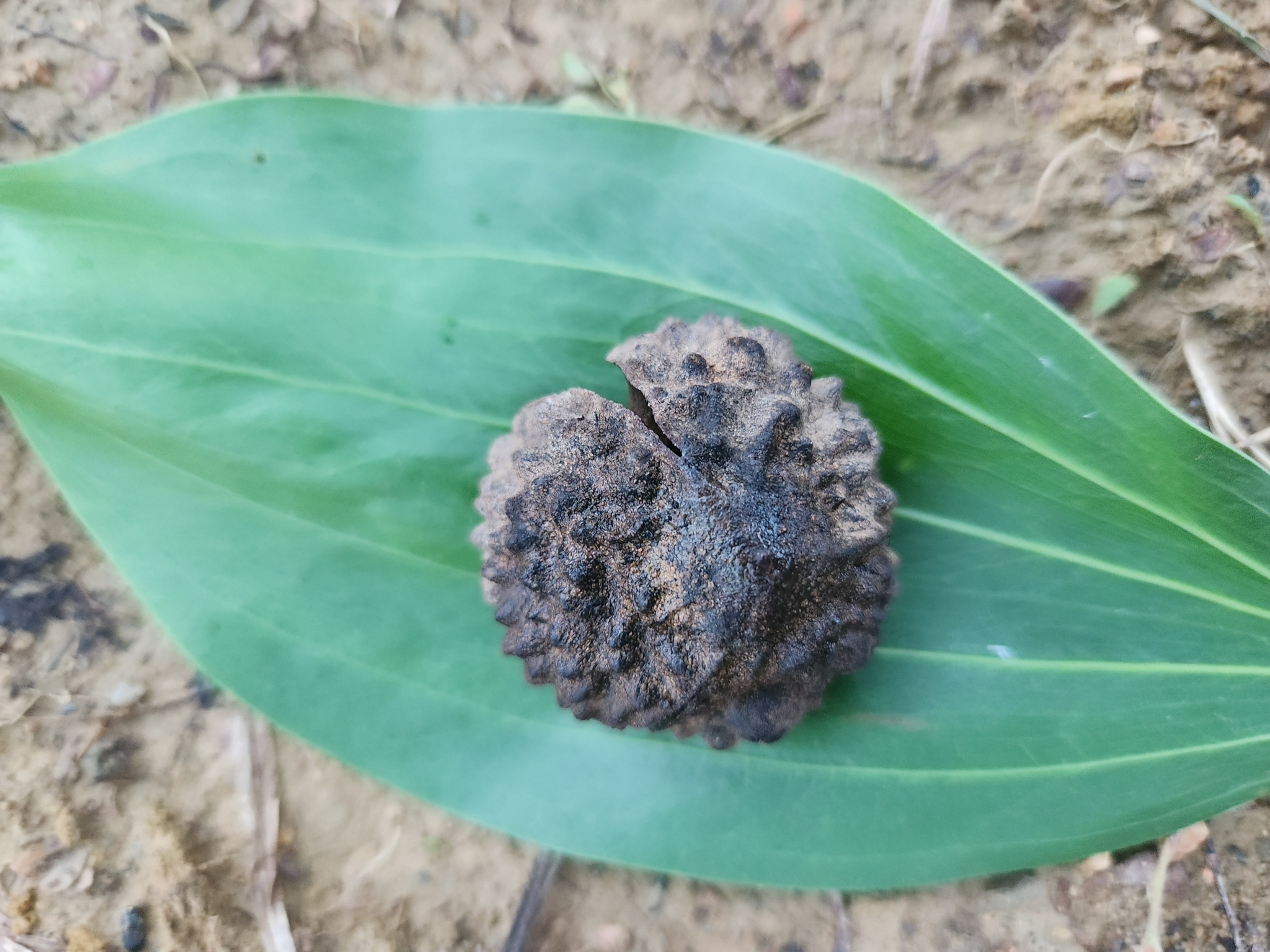 Castanopsis pierrei — ảnh 2