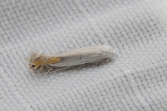 Leucoptera