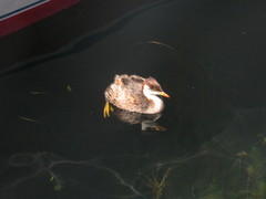 Rollandia microptera