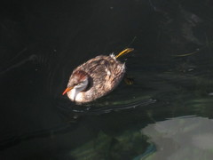 Rollandia microptera