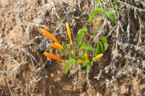Flame vine