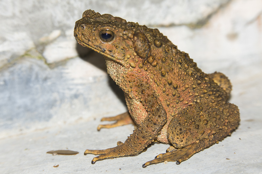 Asian Giant Toad