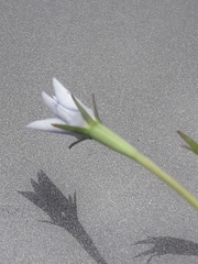 Wahlenbergia albomarginata