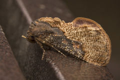 Batracharta nigritogata