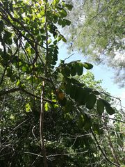 Comocladia macrophylla