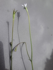 Wahlenbergia albomarginata