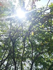 Comocladia macrophylla