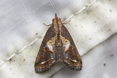 Lophoptera leucostriga