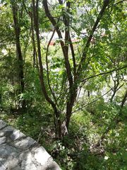 Comocladia macrophylla