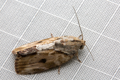 Etanna breviuscula