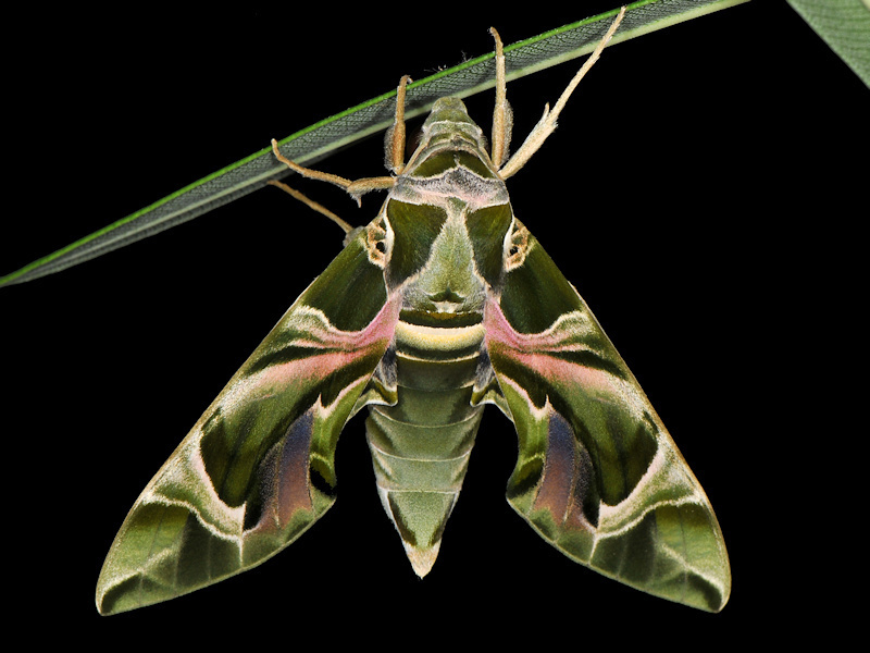 1 x Daphnis nerii, Oleander Hawk-Moth