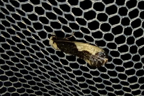 White-blotched Clothes Moth, 9421 TH Bovensmilde, Netherlands, photo 6 of 10