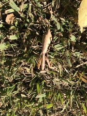 Stagmomantis limbata