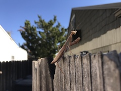 Stagmomantis limbata