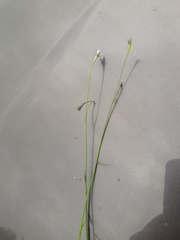 Wahlenbergia albomarginata