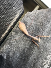 Stagmomantis limbata