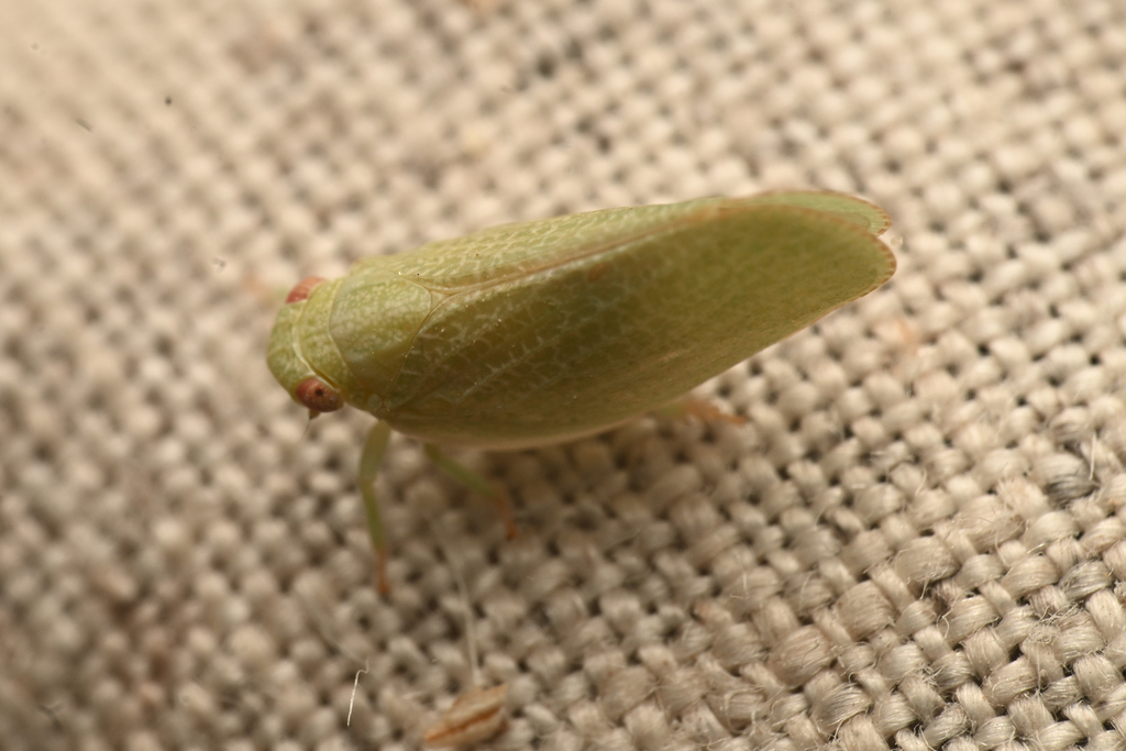 Acanalonia saltonia
