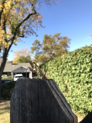 Stagmomantis limbata