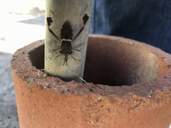 Leptoglossus zonatus