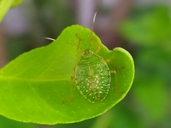 Pentatomidae