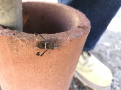 Leptoglossus zonatus