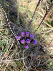Carphephorus pseudoliatris