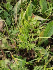 Artemisia laciniata, photograph (c) Юлия, some rights reserved (CC BY)