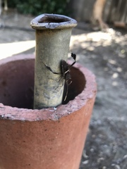 Leptoglossus zonatus