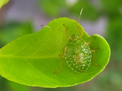 Pentatomidae
