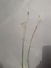 Wahlenbergia albomarginata