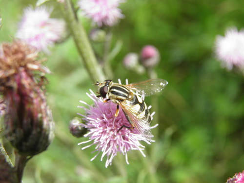 Helophilus trivittatus