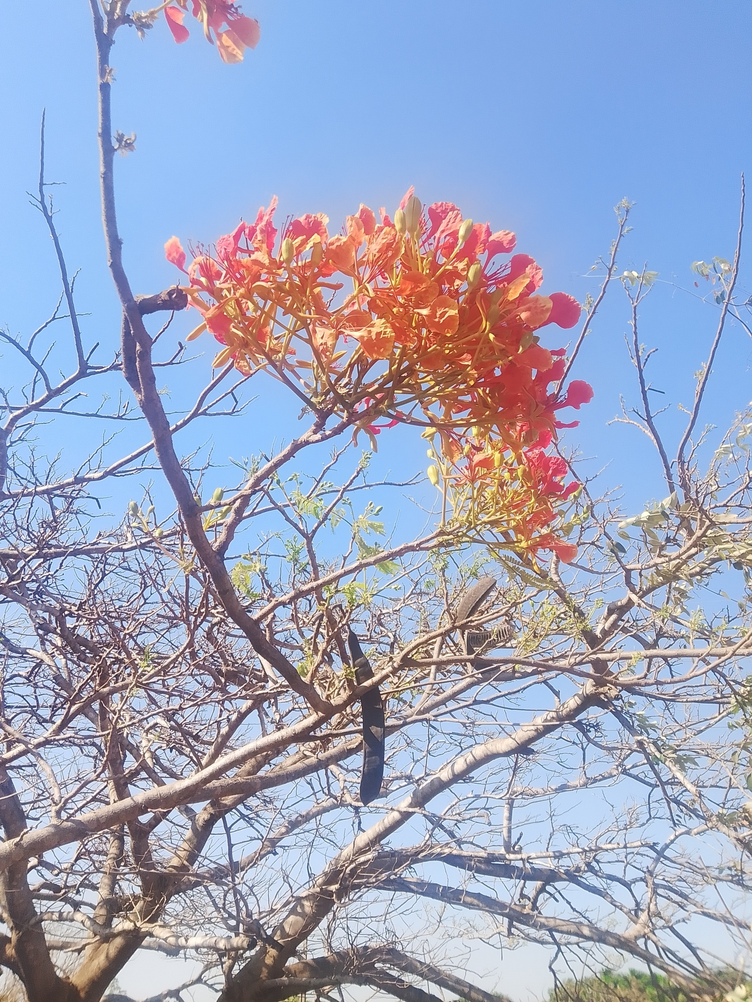 Delonix regia