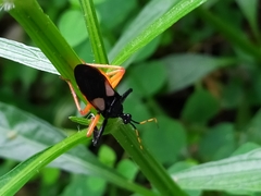 Calliclopius nigripes