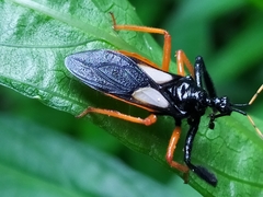 Calliclopius nigripes