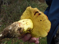 Butyriboletus querciregius