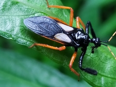 Calliclopius nigripes